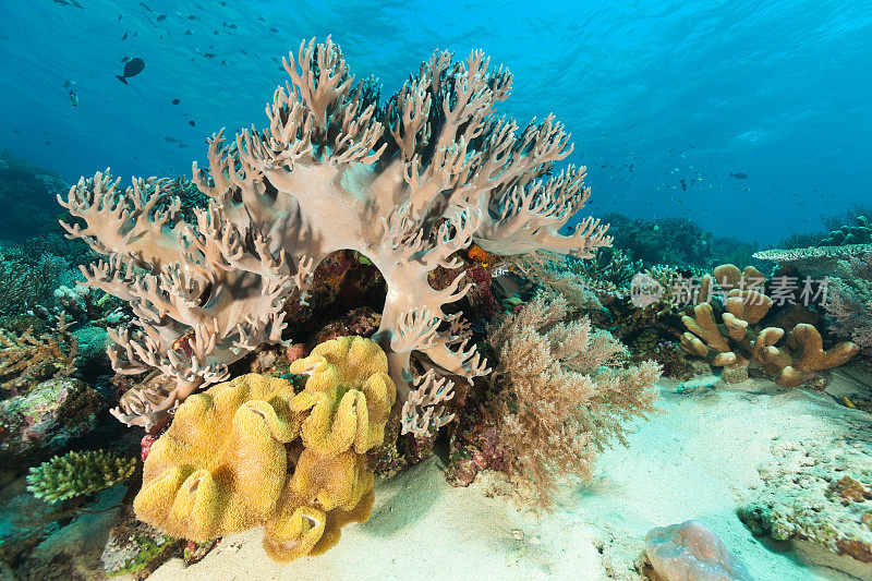 完美的指法，珊瑚天堂，沙滩上的Gili Lawa，印度尼西亚的科莫多国家公园